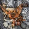 Kelp