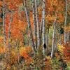 aspen