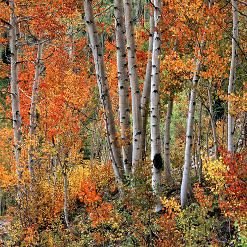 aspen