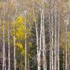 Aspen