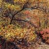 Dry river bed, Zion