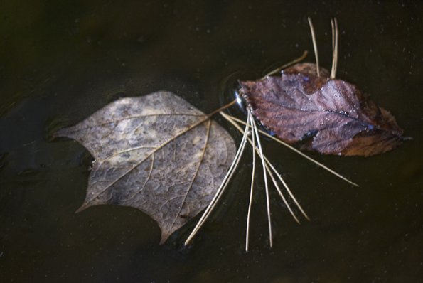 p1160988