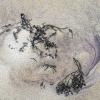 Seaweed patterns