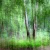 "Shaky trees" - Spring