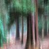 "Shaky trees" - Summer