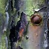 rust-12