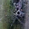 Corrugated Iron
