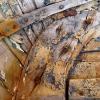Wood sculptures