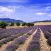 Provence lavender