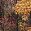 Tennessee colour