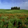 tuscany-12
