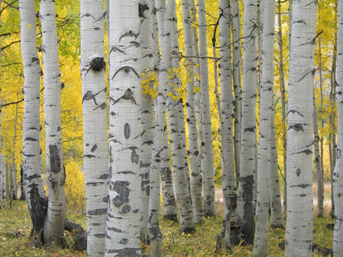 colorado